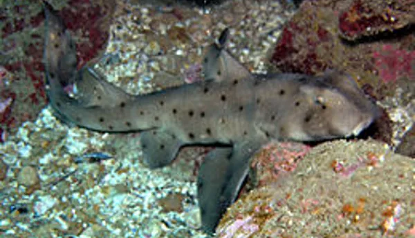 Cali Horn Shark