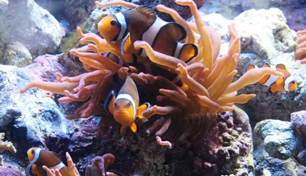 Clownfish