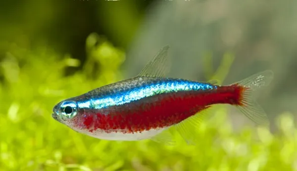 Cardinal Tetra