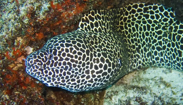 Honeycomb Moray Eel