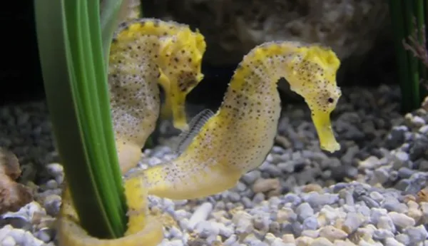 Seahorse