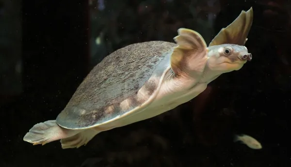 Pig Nose Turtle