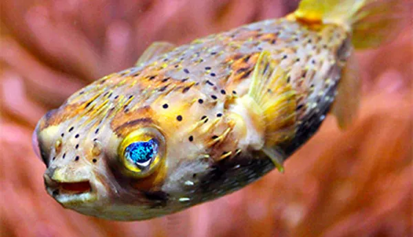 Pufferfish