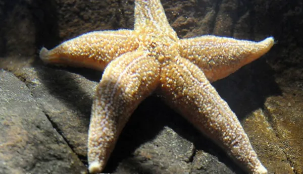 Starfish