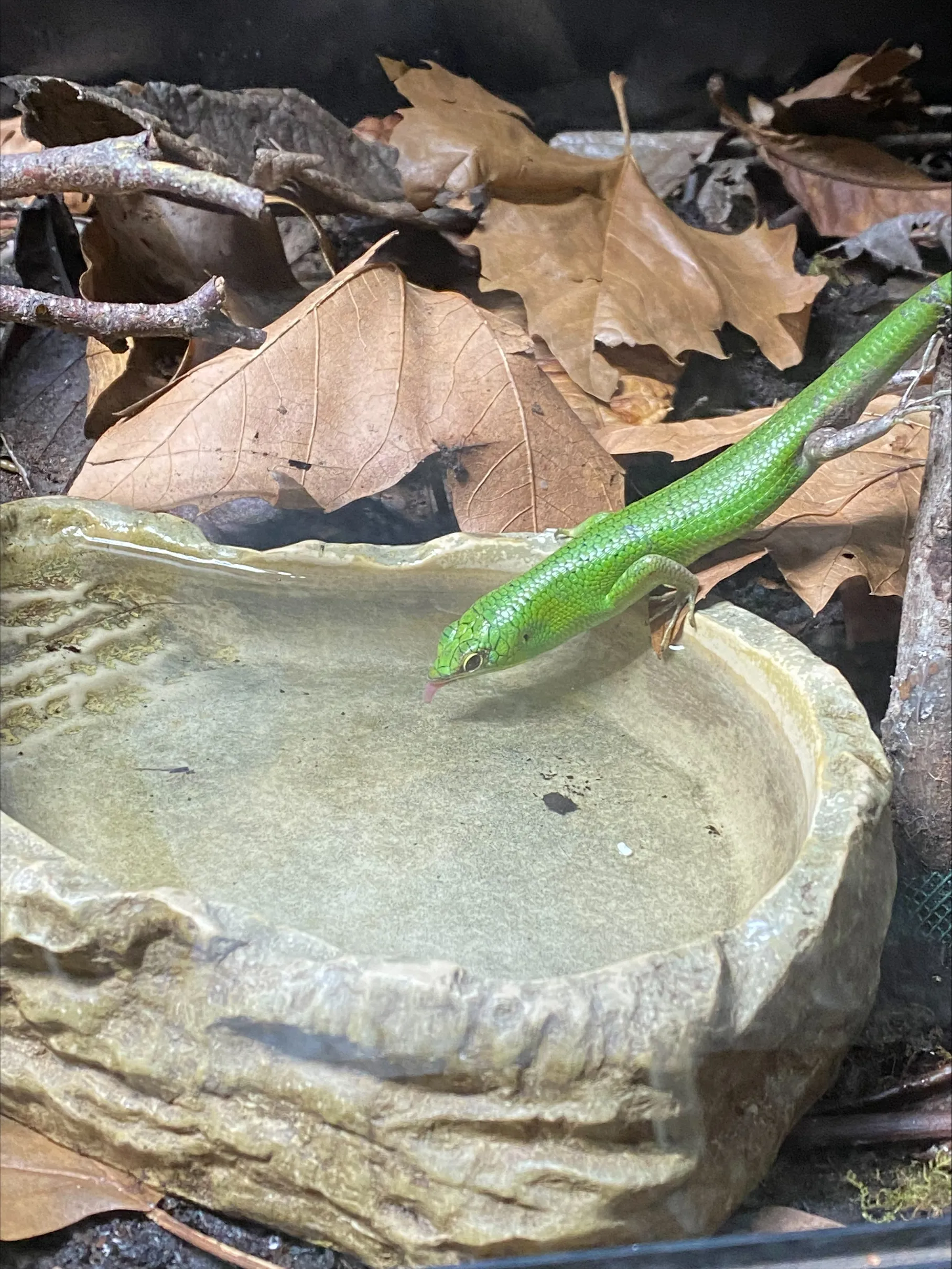 Emerald Tree Skink
