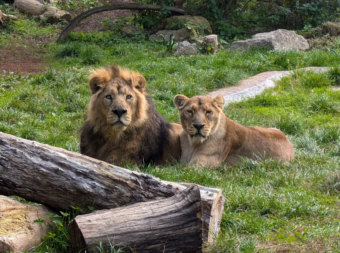 Kamal and Rani, Asiatic Lions formerly at Chessington World of Adventures Resort