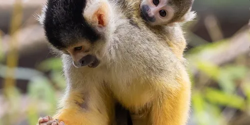 Bolivian Squirrel Monkey (3)