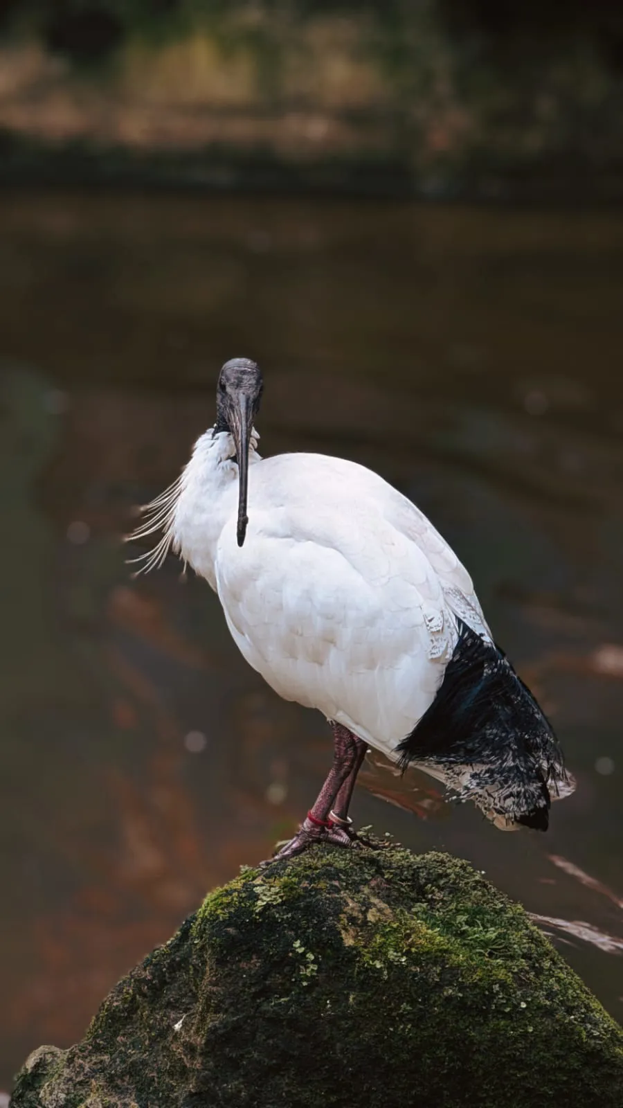 Australian White Ibis