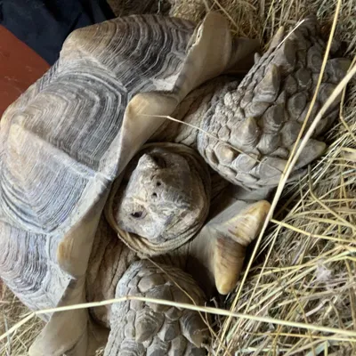 Sulcata Tortoise