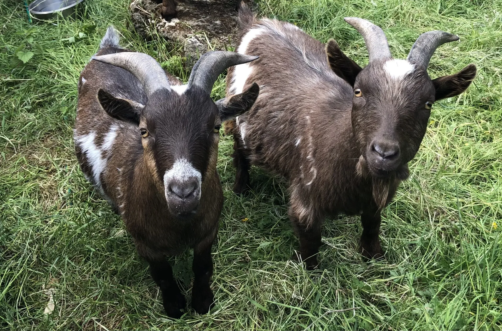 African Pygmy Goat (1)