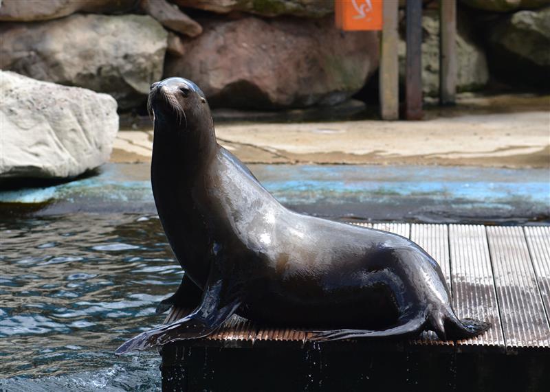 Sea Lion