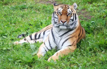 Kalinka, an Amur Tiger formerly at Chessington World of Adventures