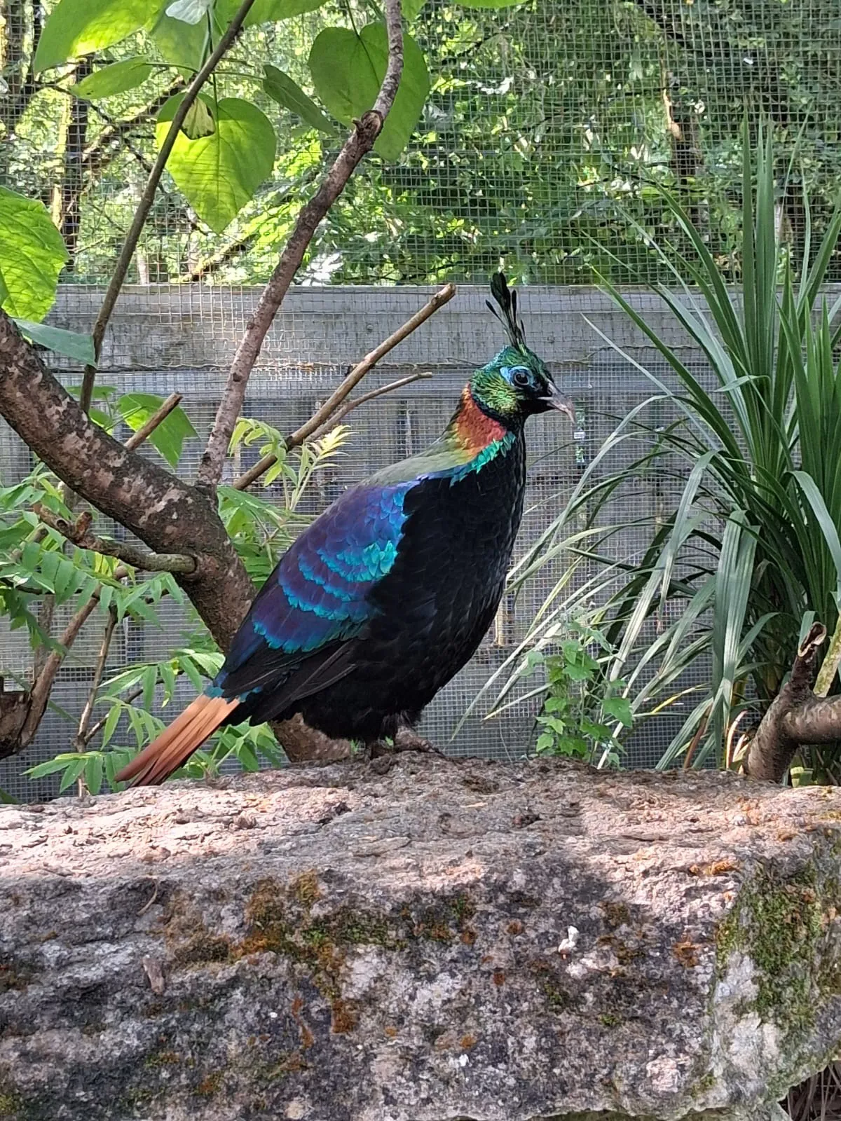 Himalayan Monal