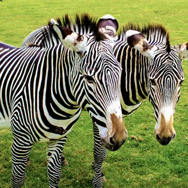 2 Zebras at Chessington World of Adventures Resort