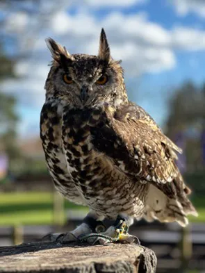 Eagle Owl