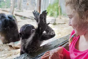 Child looking an smiling at a Gorilla