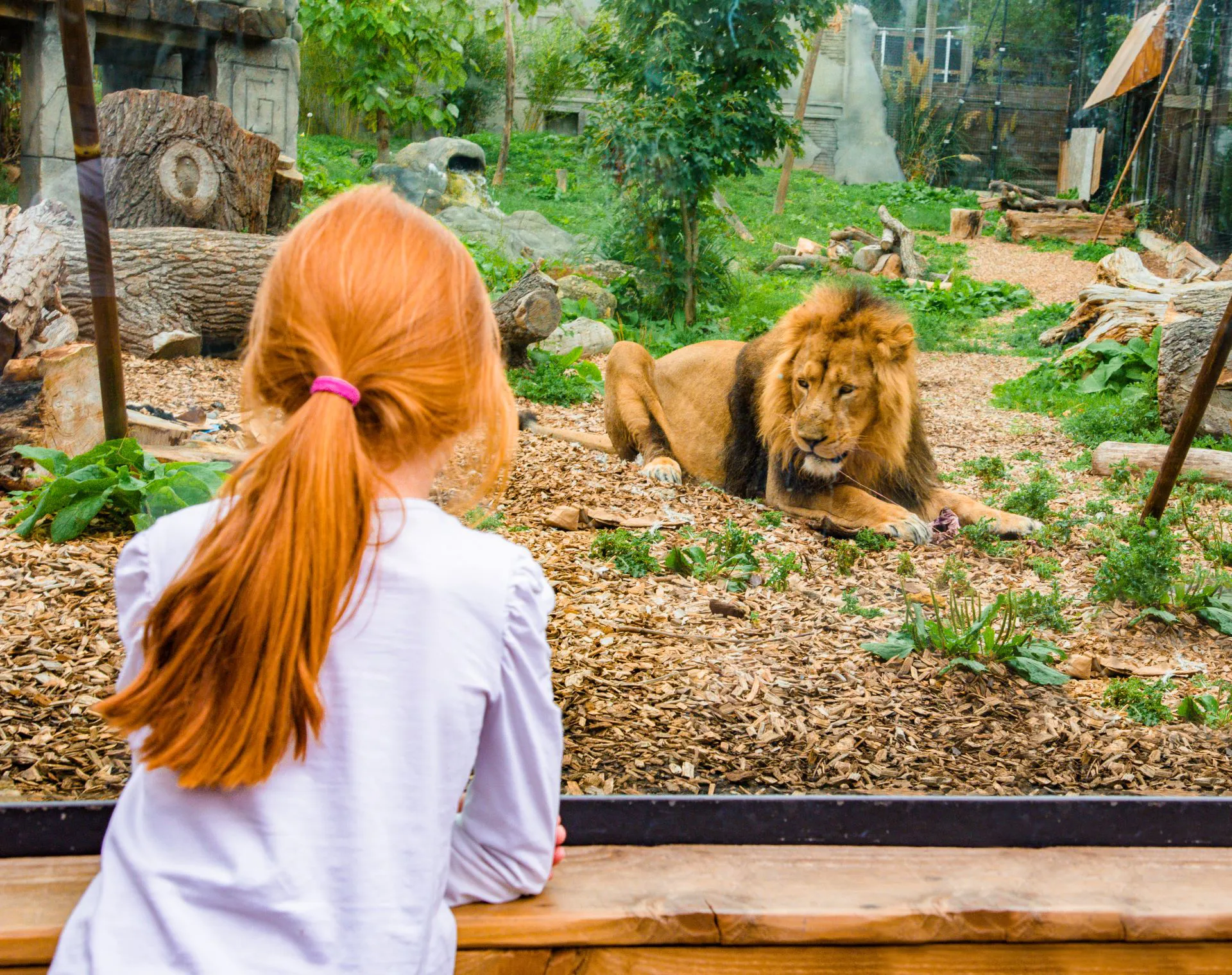 Kamal, An Asiatic Lion formerly at Chessington World Of Adventures Resort