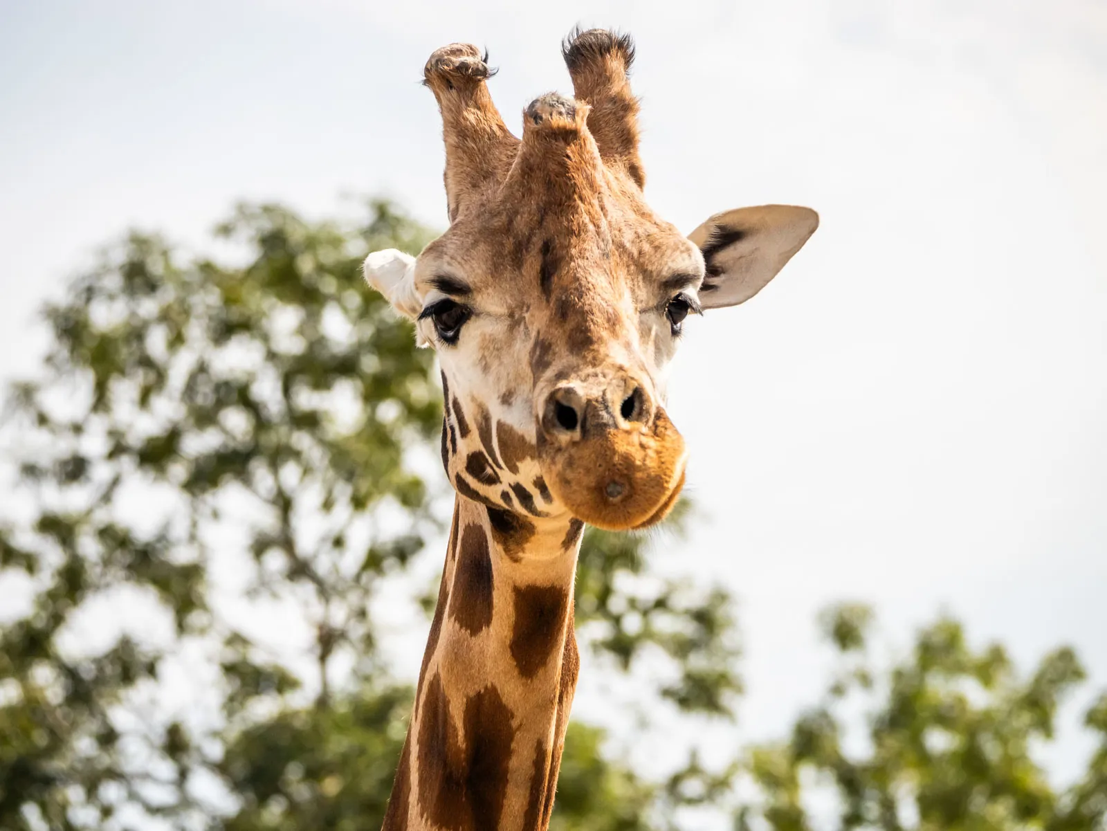 Giraffe At Chessington World Of Adventures