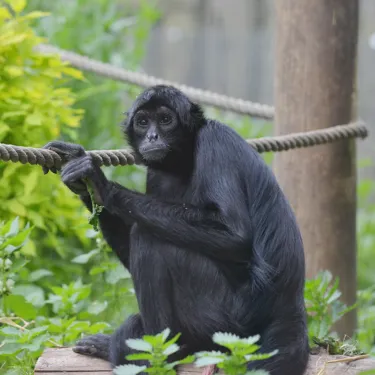 Spider Monkey