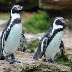 Two penguins stood on rocks in Penguin Bay at Chessington Zoo