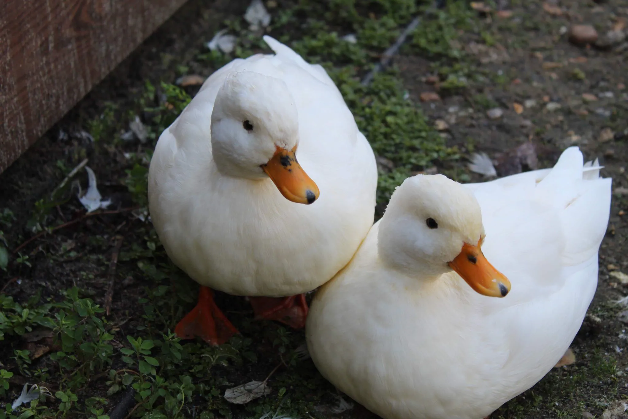 Call Duck