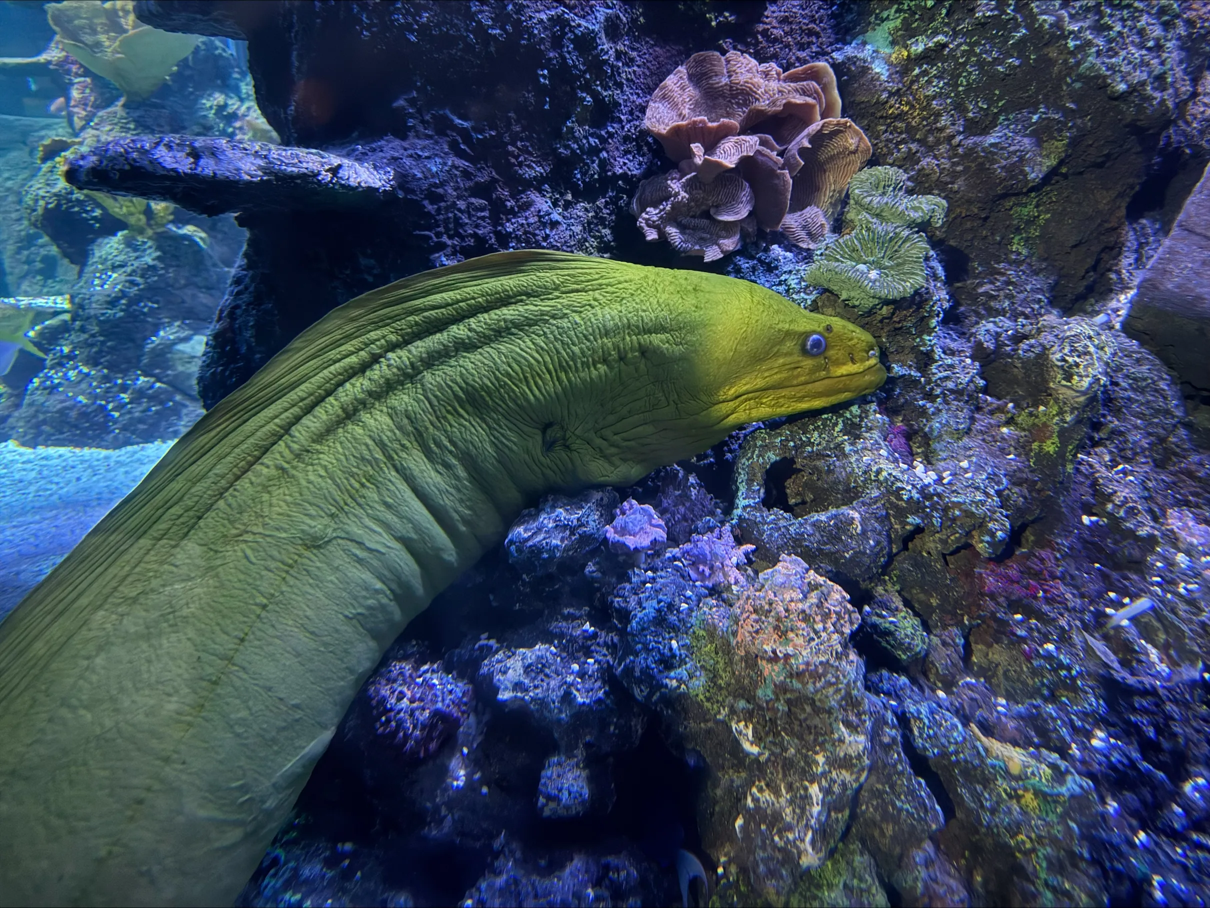 Green Moray Eel