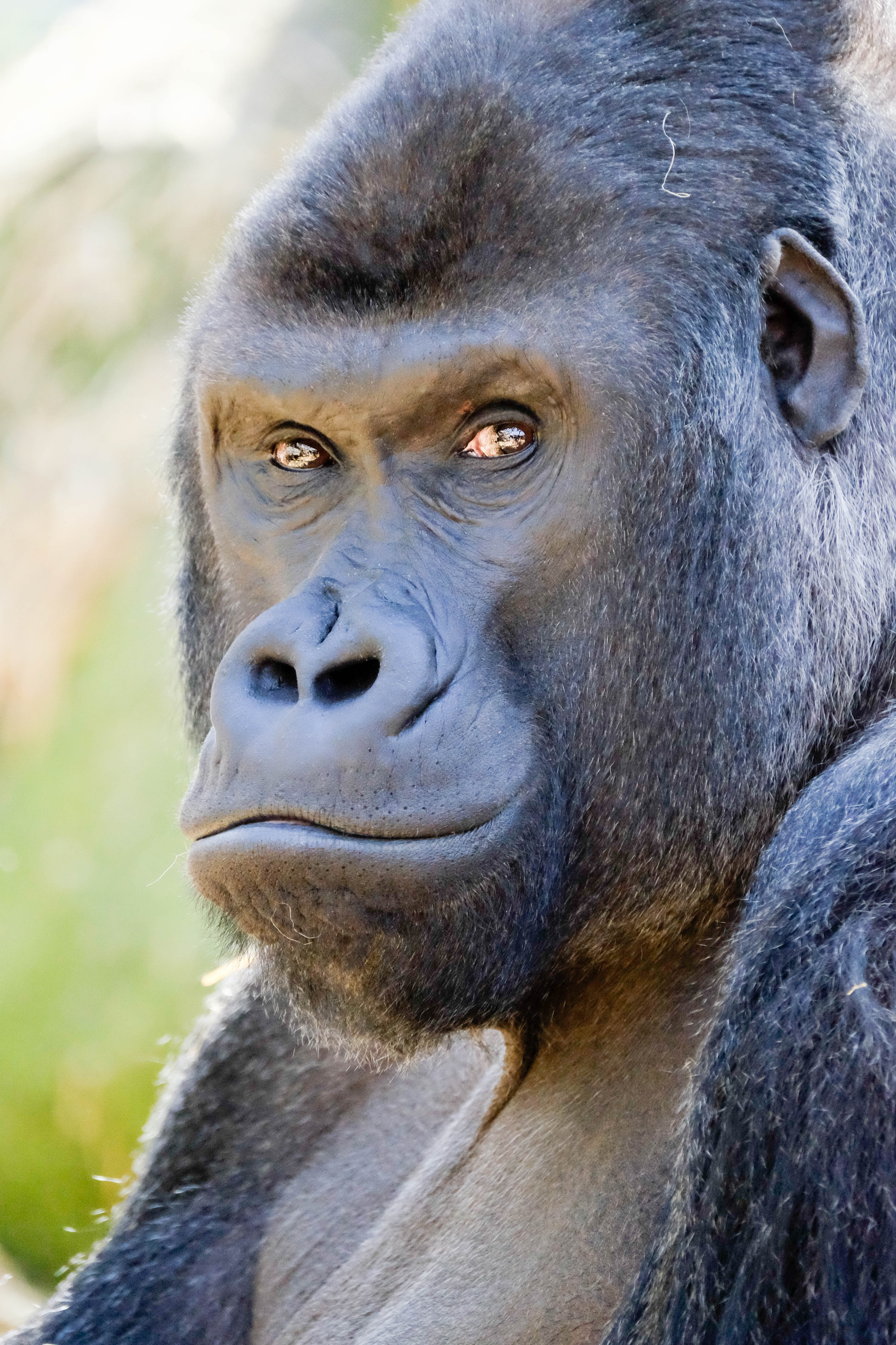 gorilla silverback