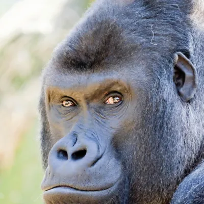 Gorilla Dimisi