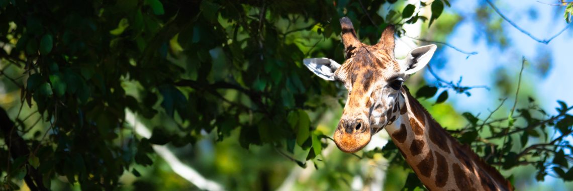 Banner Images Giraffe Reformatted Desktop