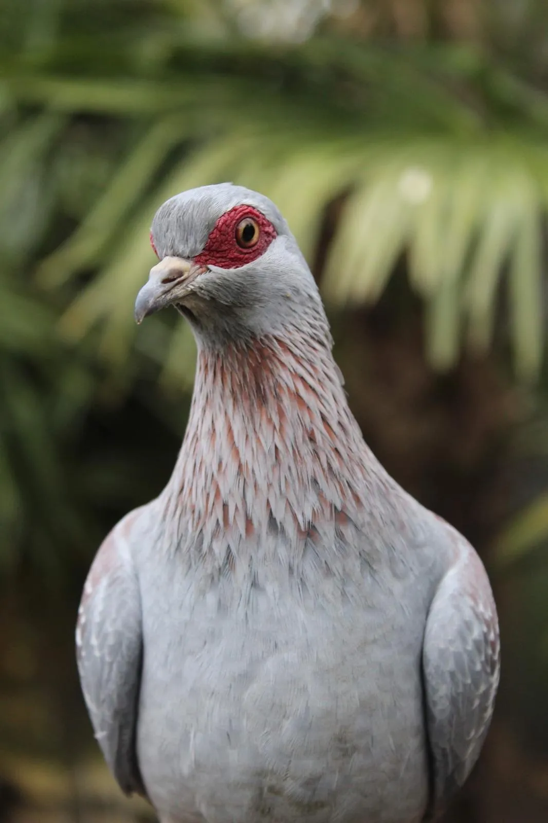 Speckled Pigeon