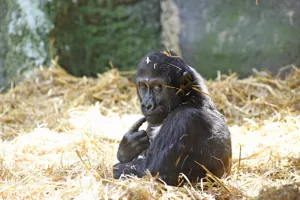 Animals 29