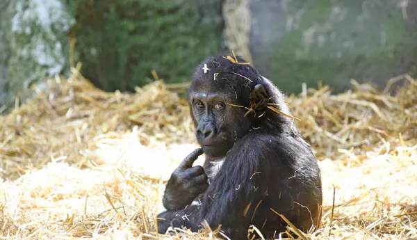 Animals 29