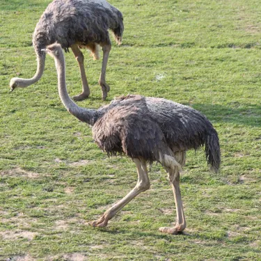 Ostrich