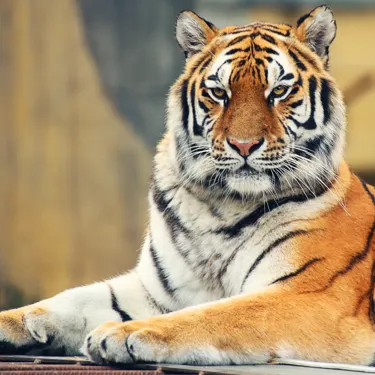 Tiger Kyra