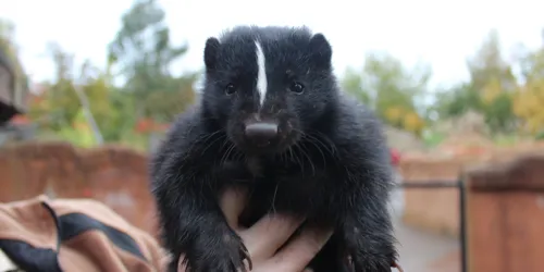 Skunk