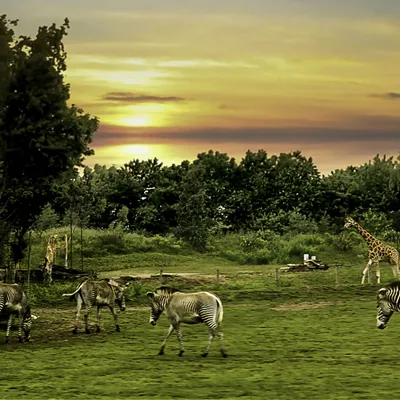 View For Rooms - Zebra