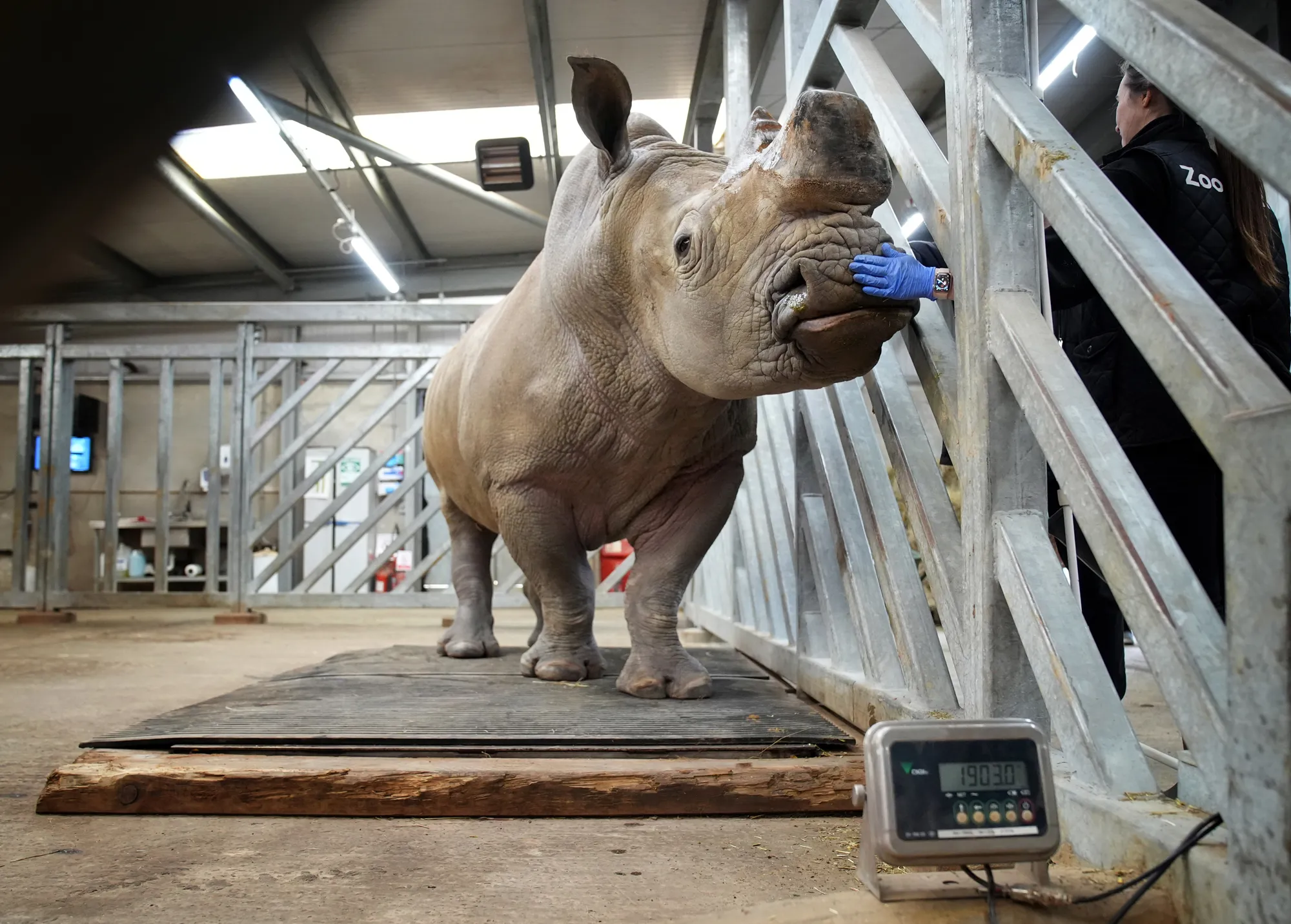 Pa New ANIMALS Chessington 07144055