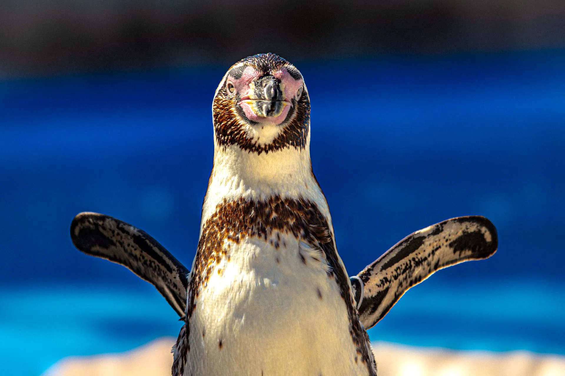 CWOA Penguins Photo (17)