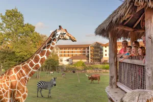 Chessington Zoo Giraffe