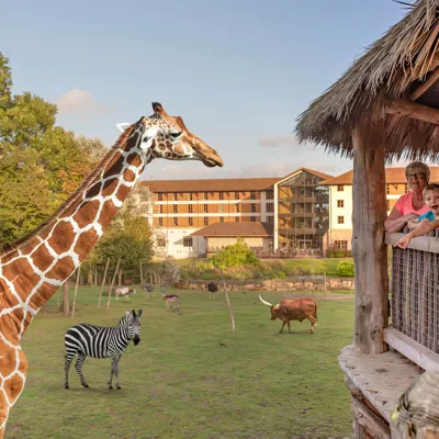 Chessington Zoo Giraffe