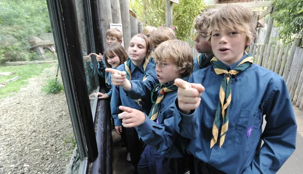 Scouts pointing into enclosure