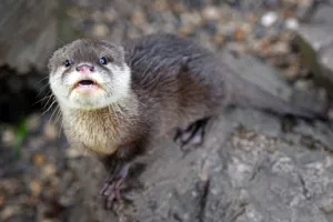 Otter