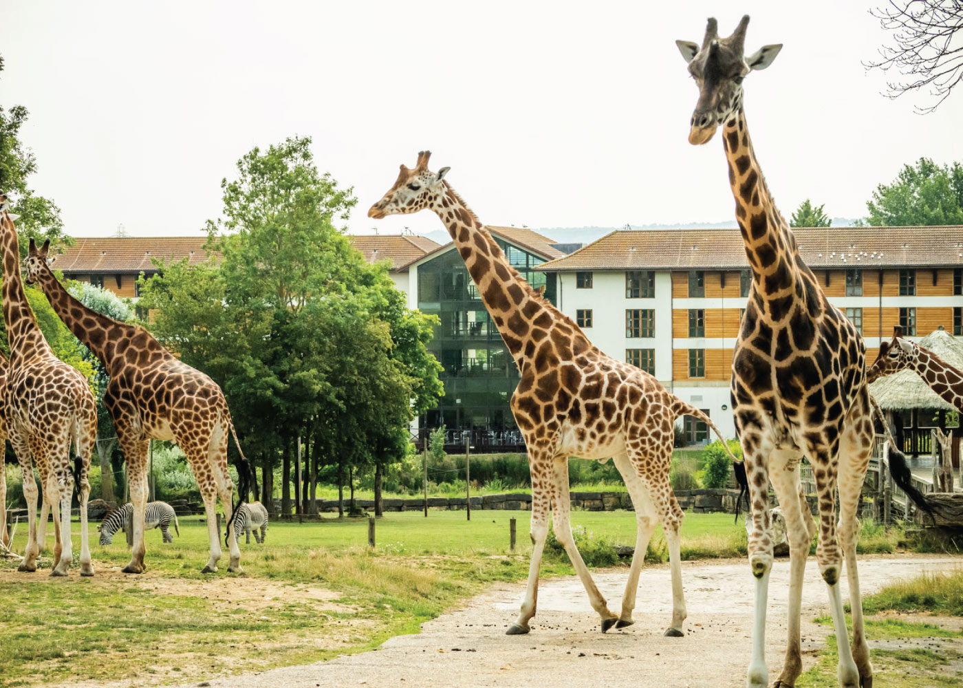 Giraffes Landscape