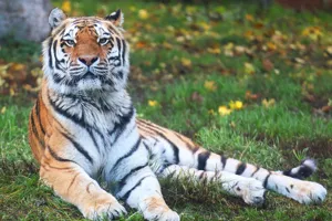 Chessington Zoo Amur Tiger