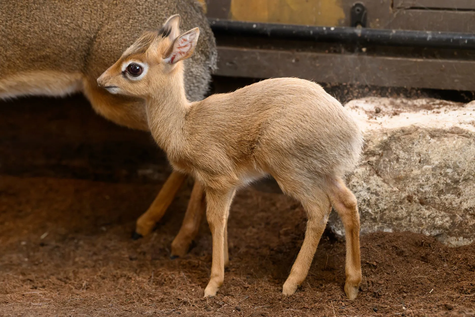 New Baby Dik Dik