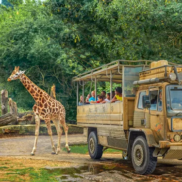 Families looking at a giraffe from a ZUFARI truck at Chessington World of Adventures