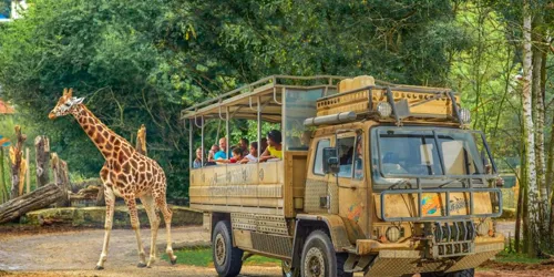 ZUFARI At Chessington World Of Adventures Resort Copy