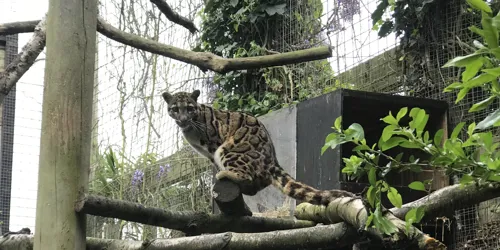 Clouded Leopard 2
