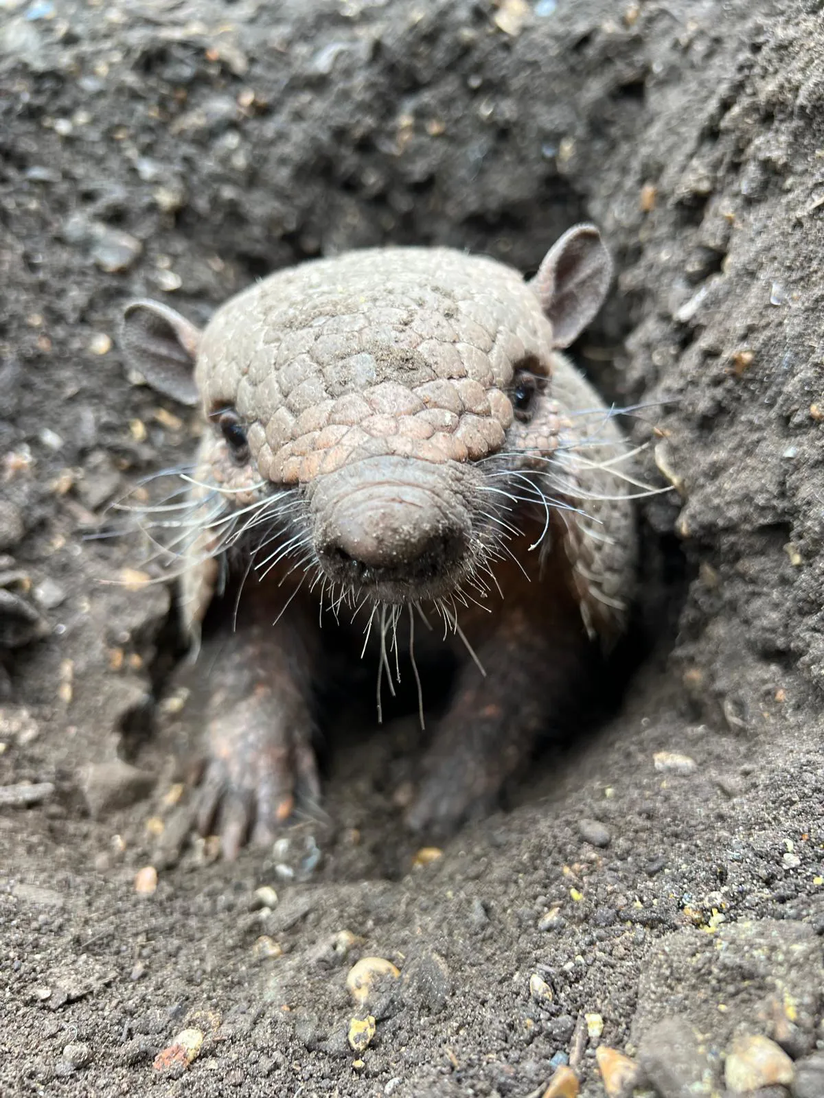 Six Banded Armadillo