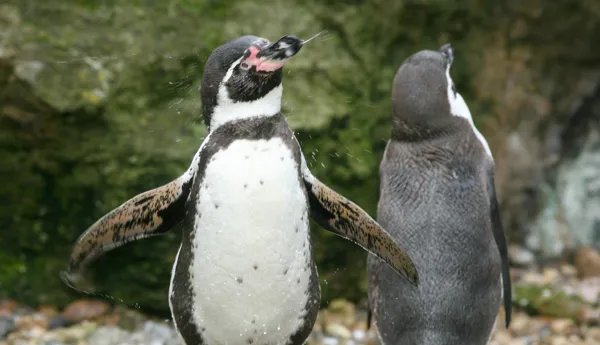 PENGUINS 002